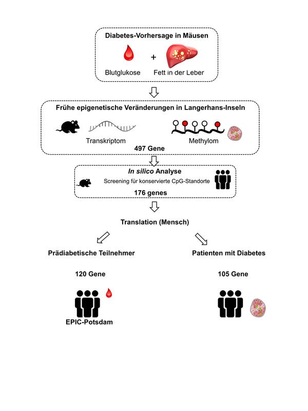 Die Forschenden haben frühe Veränderungen in DNA-Methylierungen in Diabetes-anfälligen Mäusen identifiziert und dann überprüft, welche davon sich beim Menschen vor der Diabetes-Diagnose nachweisen lassen.