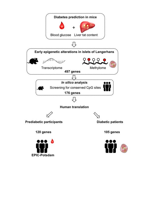 The researchers first identified early changes in DNA methylations and the expression patterns in the islets of Langerhans in diabetes-prone mice and then investigated which of these could be identified in humans before diabetes was diagnosed. 