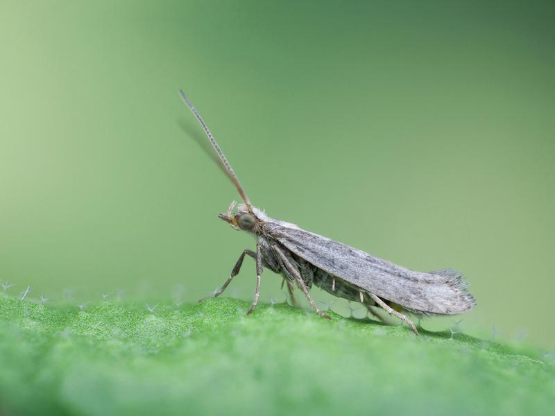 Eine Kohlmotte auf dem Blatt der Modellpfllanze Arabidopsis thaliana, die zu den Kreuzblütengewächsen gehört und den gleichen Verteidigungsmechanismus wie Kohl nutzt. Der weltweit verbreitete Schädling ist an die chemische Abwehr von 