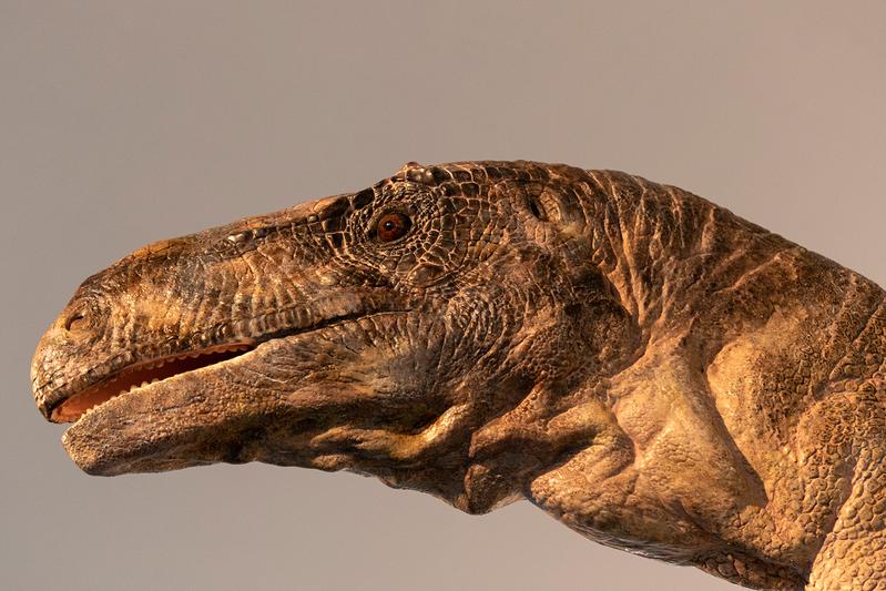 Kopf des Plateosaurus