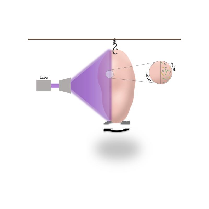 In the production line, laser irradiation could disinfect uncooked or chopped chicken meat. 