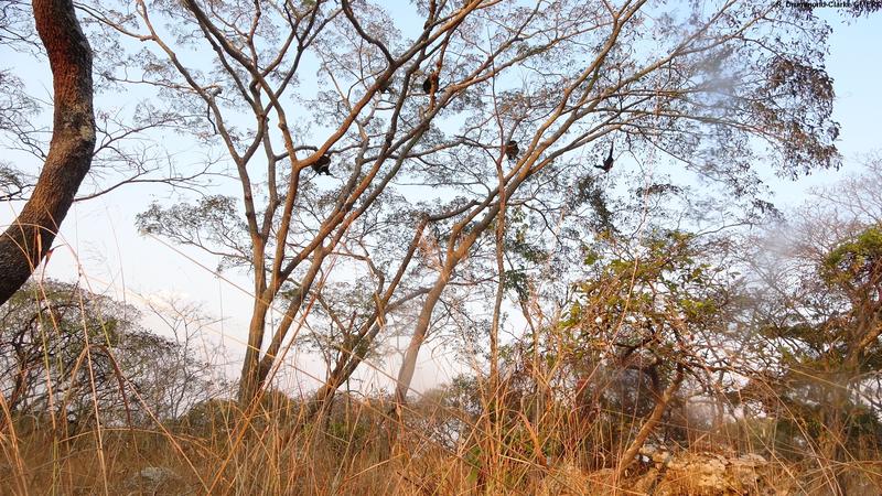 Hoch hinaus: Savannenschimpansen bei der Nahrungsaufnahme (Issatal, Tansania).