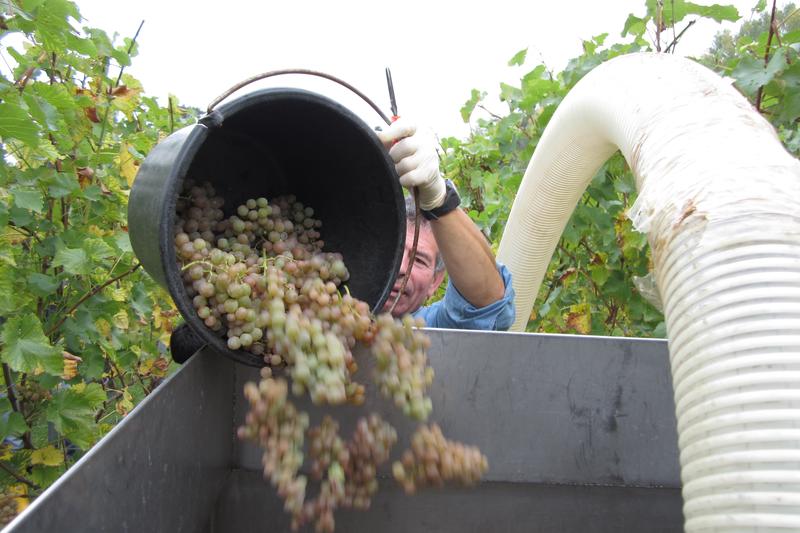 Gutes Weinaroma hängt auch von der Bakterienbesiedelung ab. Das könnte man künftig nutzen, meinen Wissenschaftler der Universität Hohenheim. 