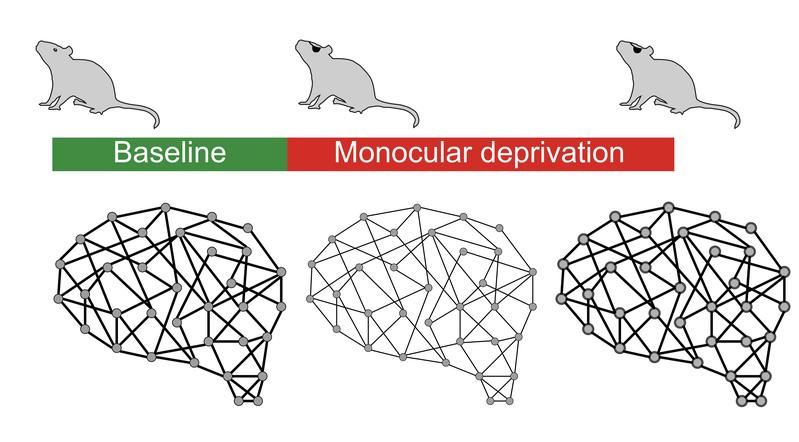 Disruption of visual input affects aspects of network activity that can be recovered by distinct homeostatic mechanisms. 