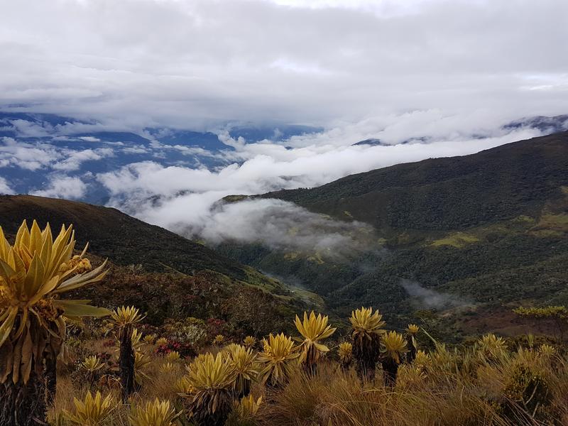 Blick vom Páramo-Gebiet über der Baumgrenze in die Berge der zentralen Kordilliere.