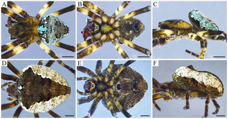 Lower picture: Various views of a male specimen (upper row) and a female specimen (lower row) of the newly discovered spider species Ocrepeira klamt. 