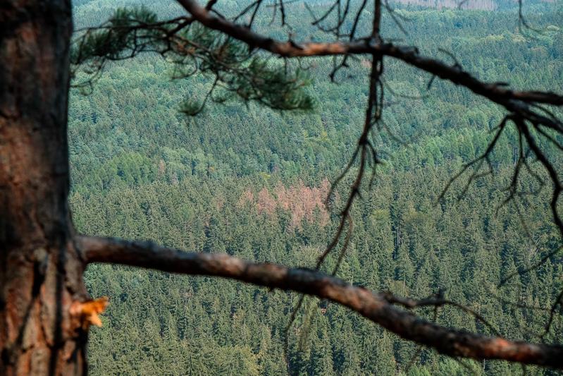 Borkenkäferbefall in der Sächsischen Schweiz im Jahr 2017.