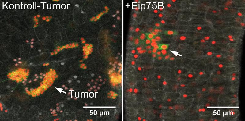 Ein erhöhtes Eip75B-Level im Tumormodell veranlasst die Entwicklung von Darmepithelzellen (rote Zellkerne, rechts) und verringert Anzahl und Größe von Tumoren (grüne Zellmembranen und rote Zellkerne).