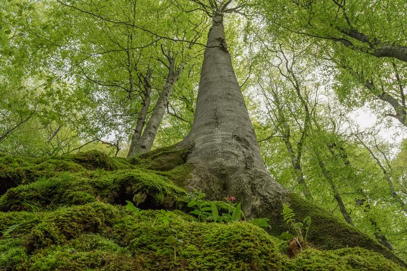 Alte Buche: Primärwälder sind entscheidend für die Erhaltung der Biodiversität. Darüber hinaus speichern sie große Mengen an Kohlenstoff in der Biomasse und tragen so zur Eindämmung des Klimawandels bei.