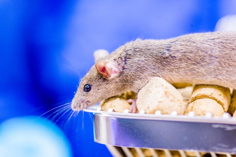 Forscher beobachteten die Hirnzellen von Mäusen beim Umlernen. 