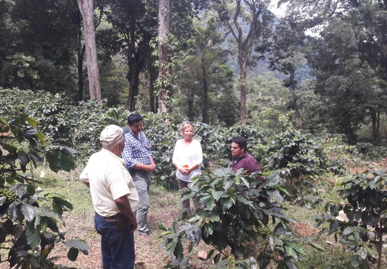 Vertreter des nationalen Verbandes der Kaffee-Produzenten in Honduras “IHCafé” erklären das Produktionssystem nahe des Nationalparks.