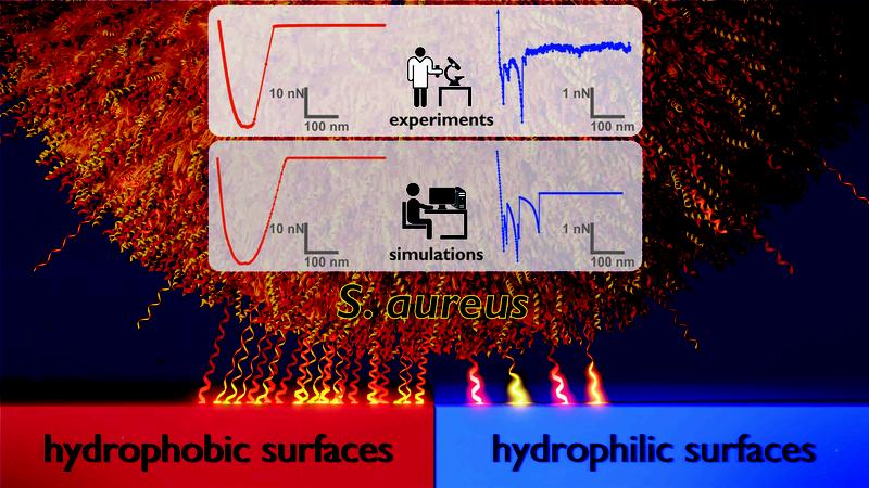 Model of the adhesion mechanism by which the bacterium Staphylococcus aureus binds to hydrophobic (‘low-energy’) surfaces (left) compared with hydrophilic (‘high-energy’) surfaces (right). 