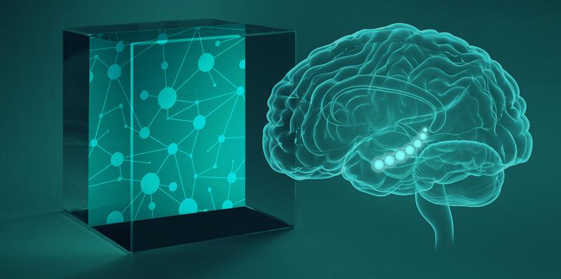 The hippocampus contributes to concept learning, by representing behaviorally-relevant information in low-dimensional spaces. 
