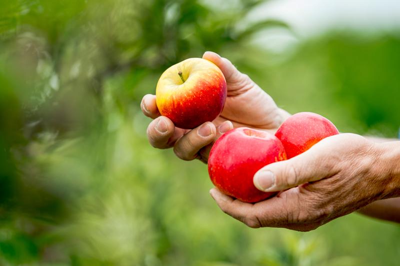 Die ersten Äpfel der Sorte „Deichperle“ der Hochschule Osnabrück sind nun auf Wochenmärkten, in Hofläden und einigen Supermarkt-Filialen in Norddeutschland erhältlich.