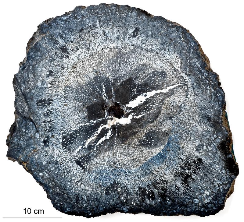 Polierte Scheibe eines fossilen Baumfarnstammes aus Manebach.