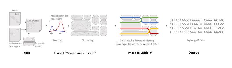 Funktionsprinzip des bioinformatischen Softwaretools „WhatsHap polyphase“.