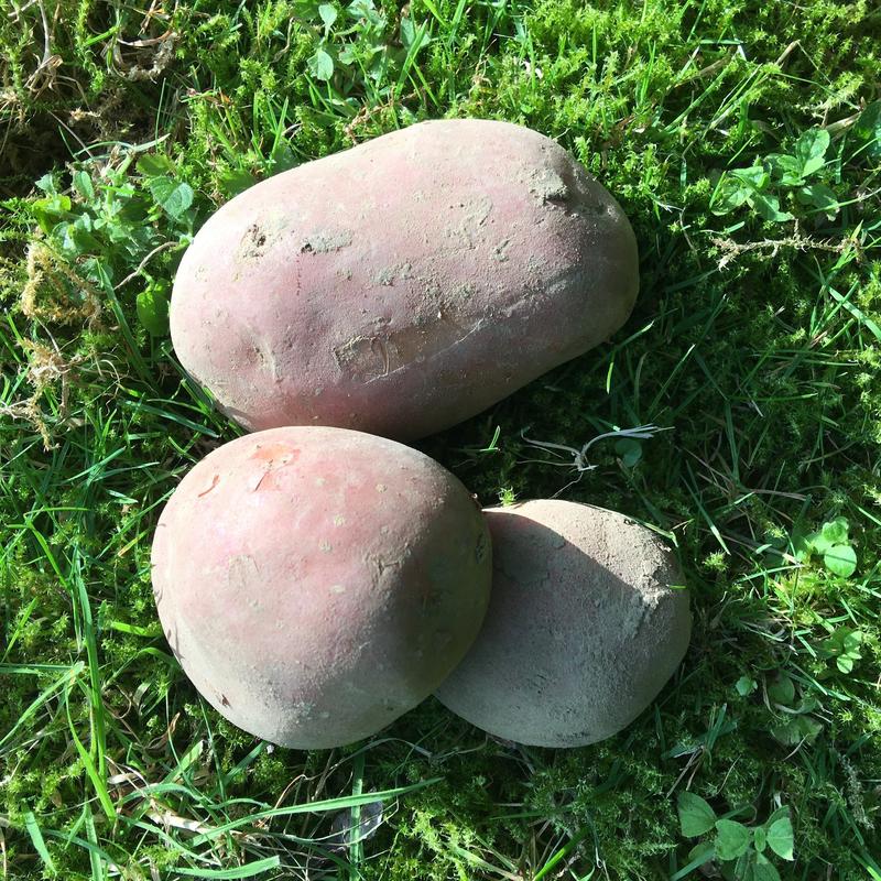 The new software tool makes it possible to determine the genome of species such as potatoes with a high degree of accuracy.