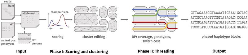 How the bioinformatics software tool ‘WhatsHap polyphase’ works.