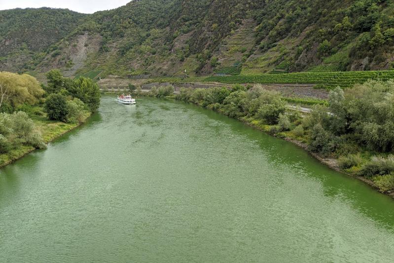 Blick von der Brücke bei Bruttig-Fankel auf die Mosel am 3.9.2020. Das durch die Blaualgen grün gefärbte Wasser unterscheidet sich farblich wenig von den Weinreben entlang der Mosel.