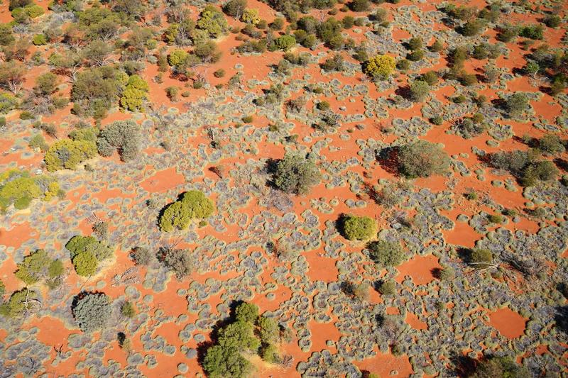 The active formation of nearly circular grassland gaps (fairy circles), as seen from a helicopter. 