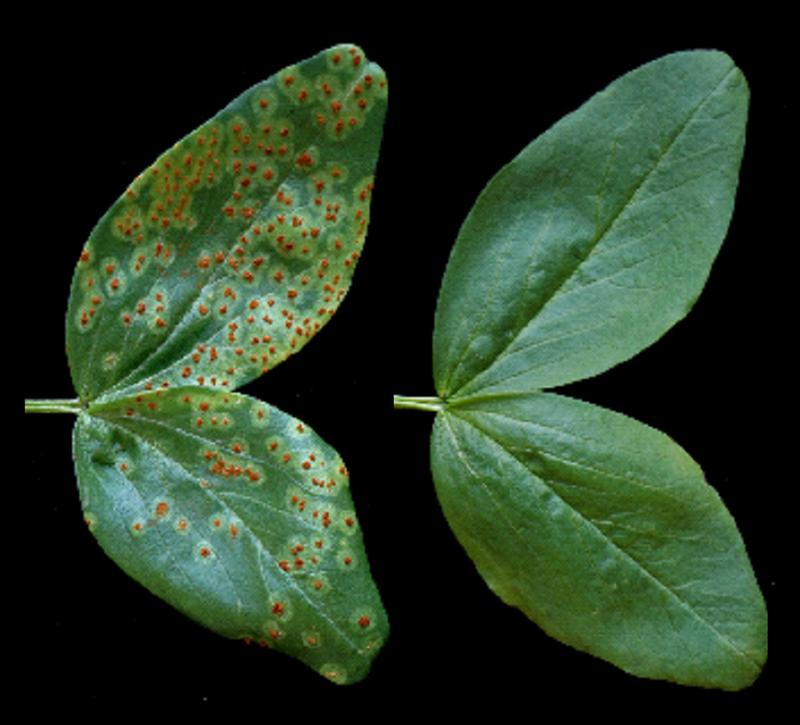 Both field bean plants were exposed to spores of the fungus Uromyces viciae-fabae. The plant on the left is untreated and the fungi are clearly visible. The right plant was treated with the acid, the fungus could not cause any damage.