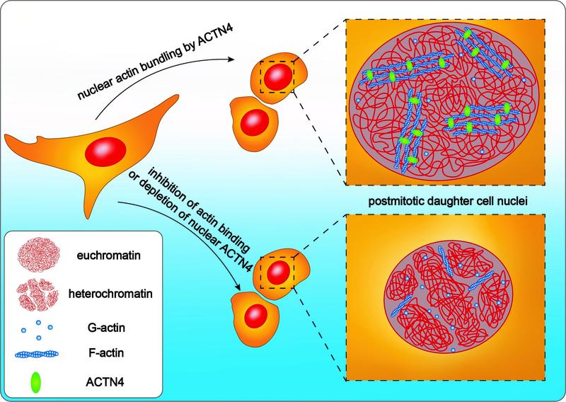 Two cell nuclei after division: At the top, fibers of actin are bundled with the aid of the protein Alpha-Actinin 4 (ACTN4) in the nucleus. Below, ACTN4 is inhibited or entirely absent. 