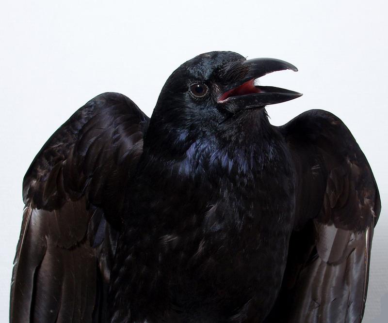 Neuroscientific data indicate that crows are capable of consciously perceiving sensory input – a capability that was previously only demonstrated in humans and other primates.