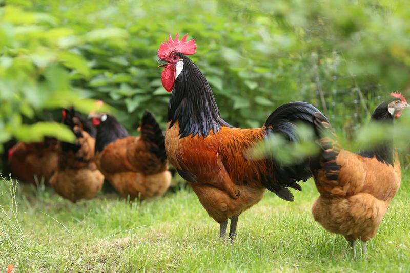 Cockerel and hens from the Vorwerkhuhn breed, a traditional German dual-purpose breed that is suitable for both meat and egg-laying.
