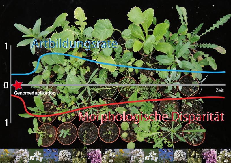 Genomduplikationen stellen bei den Landpflanzen einen herausragenden Prozess dar, um zusätzliche genetische Variabilität zur Verfügung zu stellen