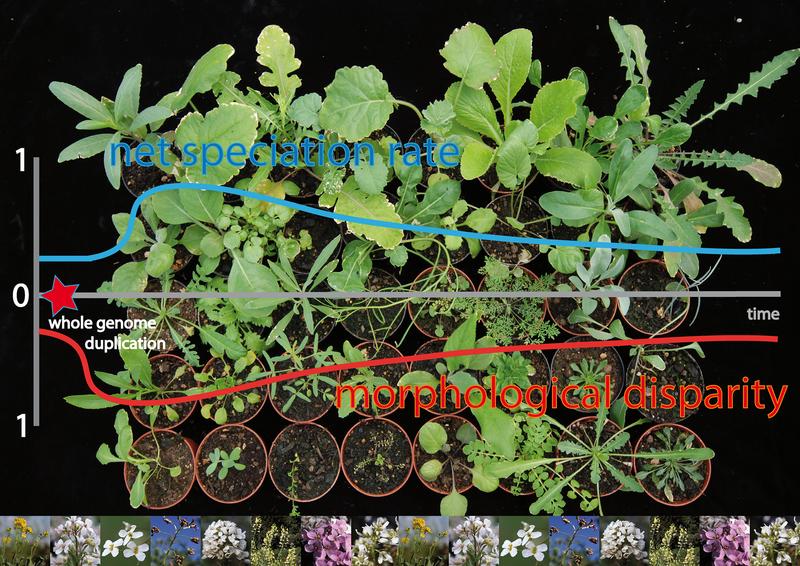 Genome duplications describe an exceptional process in land plants to make available additional genetic variability