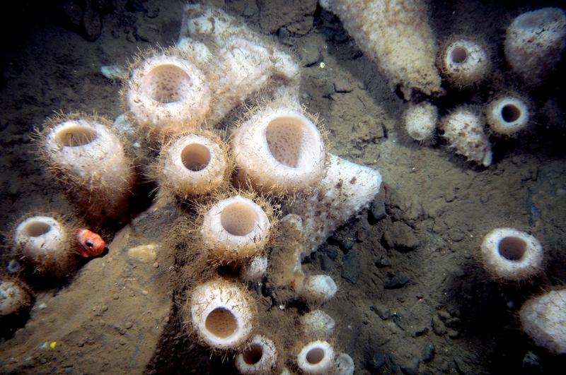 Glasschwämme (Hexactinellida) kommen hauptsächlich in der Tiefsee vor. Der Glasschwamm Vazella pourtalesi (umgangssprachlich „Russischer Hut“ wird in großen Mengen auf dem Kontinentalschelf vor Kanada gefunden.