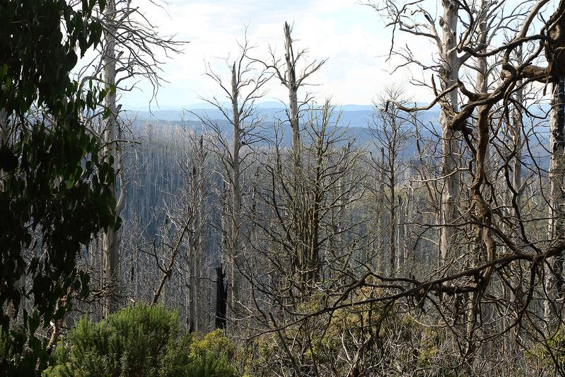 Burned eucalypt forest in Australia. Avoiding overall post-disturbance logging after such major disturbances can help to maintain biodiversity.