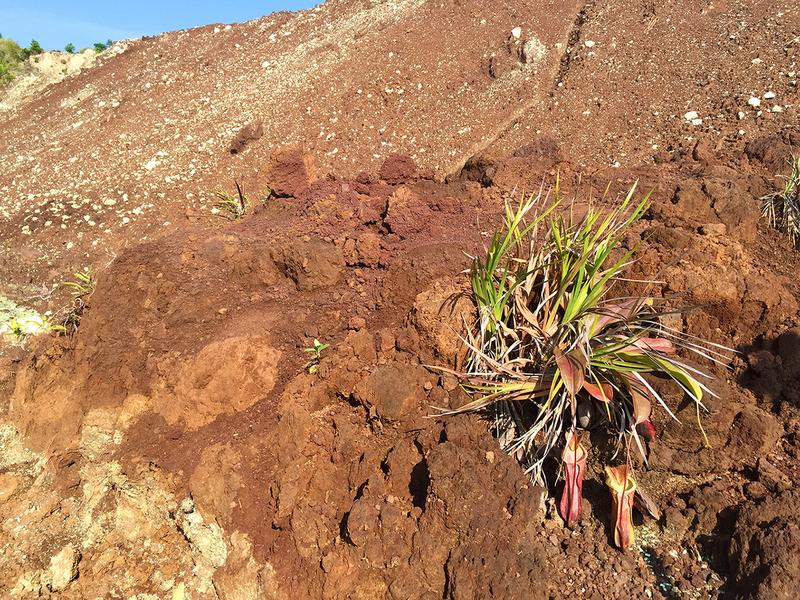 Ein einzelnes verbliebenes Exemplar der Kannenpflanze Nepenthes neoguineensis in einer durch Bergbau zerstörten Region auf Papua-Neuguinea.