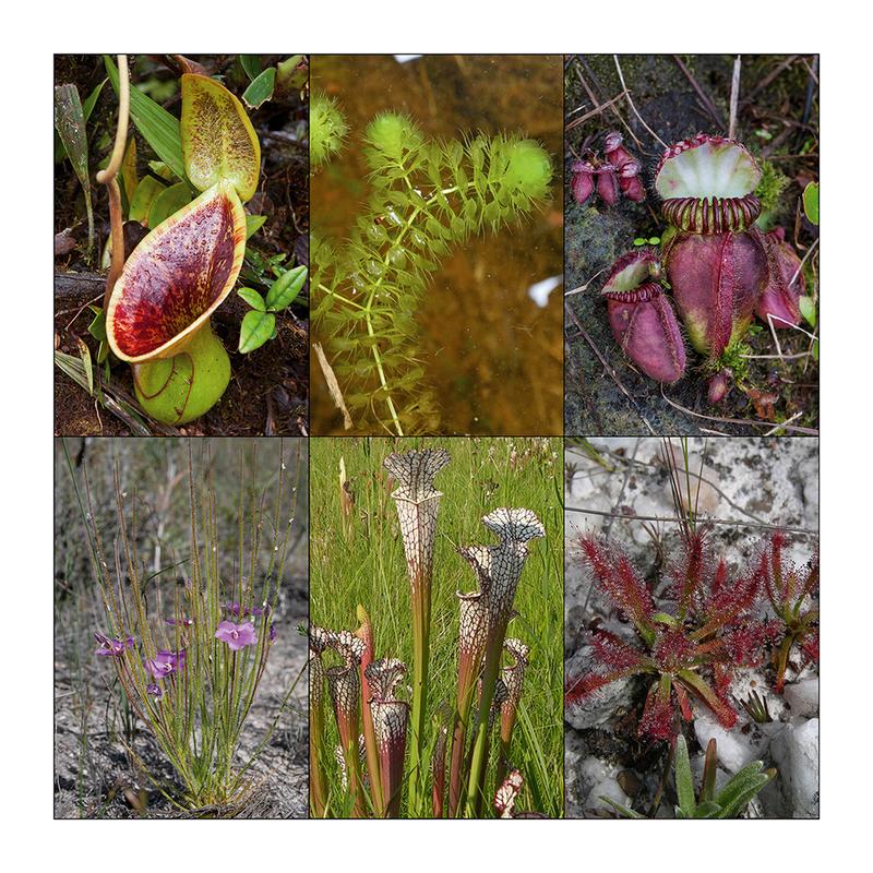 Examples of threatened carnivorous plants from Southeast Asia, Europe, Australia, Brazil and USA.