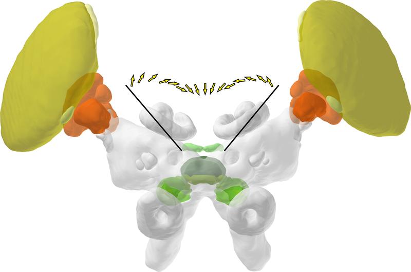 Das Gehirn der Wüstenheuschrecke in schematischer Darstellung (vollst. BU: <www.uni-marburg.de>)