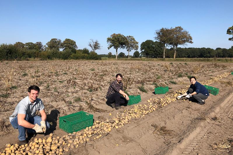 Feldarbeit: Forscher der TU Braunschweig bei der manuellen Auflese von Kartoffeln, damit sie für die Versuchsdurchführungen frei von Beschädigungen sind.