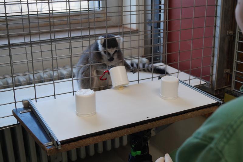 Mit der Primate Cognition Test Battery wird unter anderem das räumliche Denkvermögen bei Primaten untersucht: Kann sich der Katta merken, unter welchem Becher die Belohnung versteckt ist?