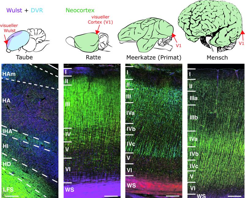 Faseraufbau im Vergleich: Das 3D-PLI-Verfahren zeigt die Richtungen der Nervenfasern farbig kodiert an. Die Größenverhältnisse der Gehirne spiegeln nicht die wahren Verhältnisse wider.