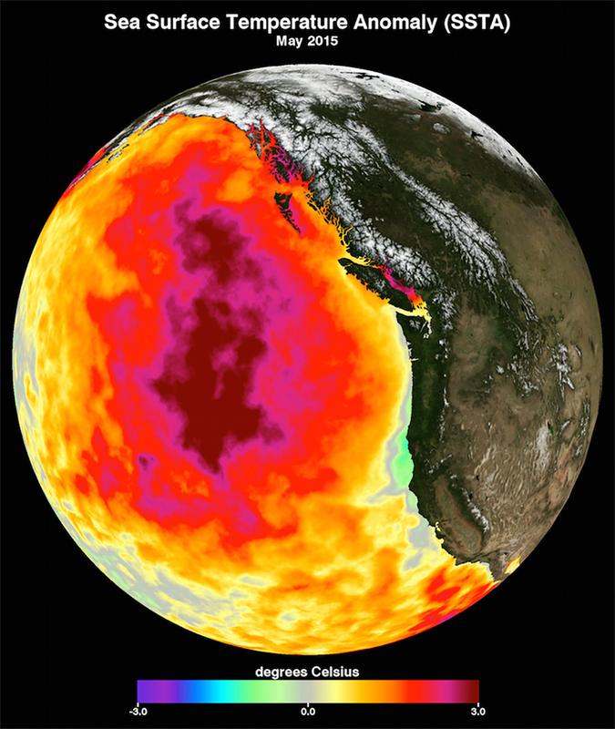 Diese Darstellung zeigt die monatliche Durchschnittstemperatur der Meeresoberfläche für Mai 2015.
