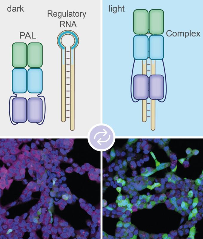 Bei Beleuchtung (rechts) bindet das PAL-Molekül an das Aptamer (blaue Schleife links oben). Das Label aus regulatorischer RNA kann daher nicht mehr an die mRNA binden. So wird diese nicht abgebaut. 
