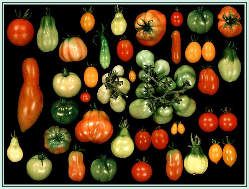 Die Vielfalt macht den Unterschied - auch bei Tomaten.