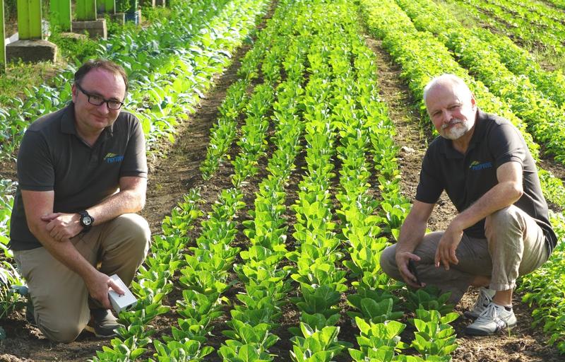 Die Phytoprove-Gründer Dipl. Biol. Daniel Weber und Dr. Thomas Berberich beim Testen ihres Prototyps in einem Gemüsebetrieb.  