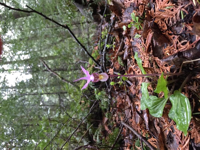 Calypso Bulbosa steht in Europa unter strengem Schutz. Die Orchideenart wächst in subarktischen Sümpfen, Mooren und schattigen Nadelwäldern. 