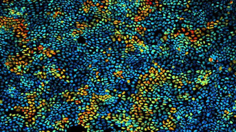 Chemical waves of protein activation observed in a layer of cells.