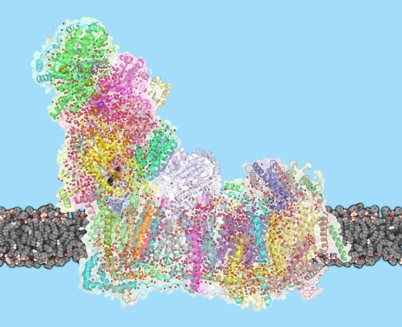 Complex I in the membrane, with resolved water molecules shown as red spheres, Quinone in black and NADH in gray.