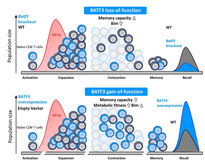 Schematische Darstellung der Funktion von BATF3. In der oberen Hälfte sind die physiologische Funktion und die Konsequenzen zu sehen, wenn dieser Faktor fehlt (knockout). 