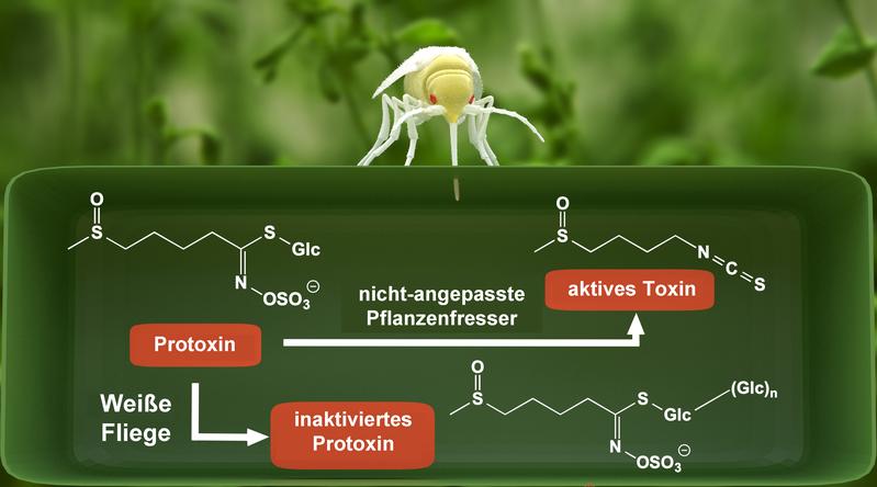 Die Grafik zeigt die Entgiftungsreaktion in der Weißen Fliege.