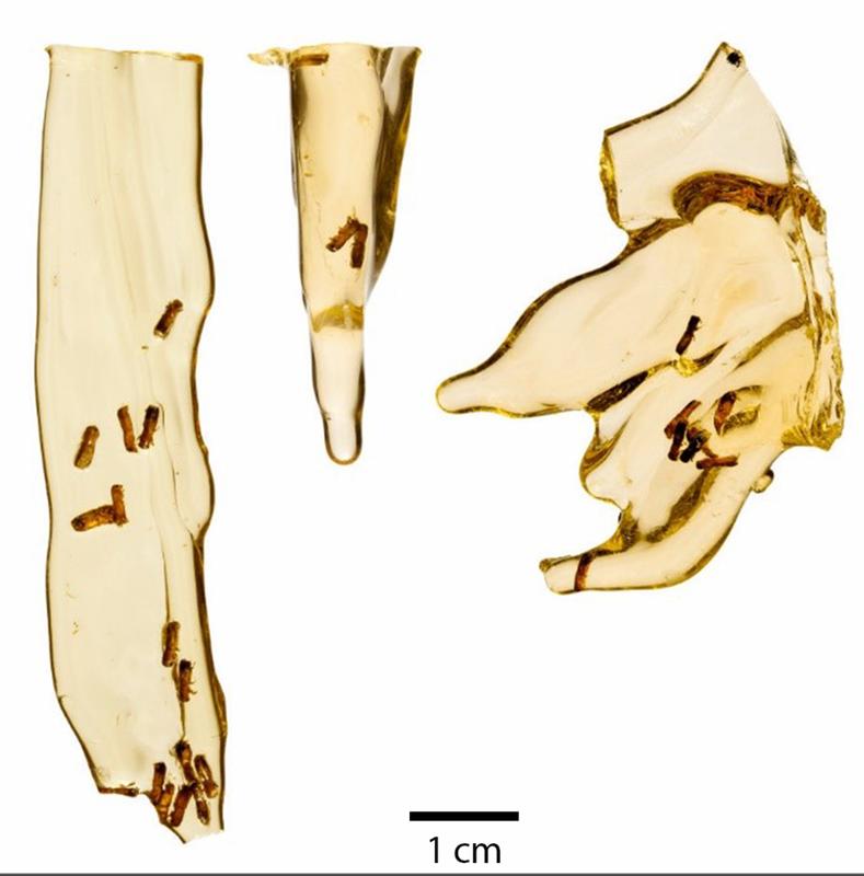 Harz mit eingeschlossenen Ambrosia-Käfern. 
