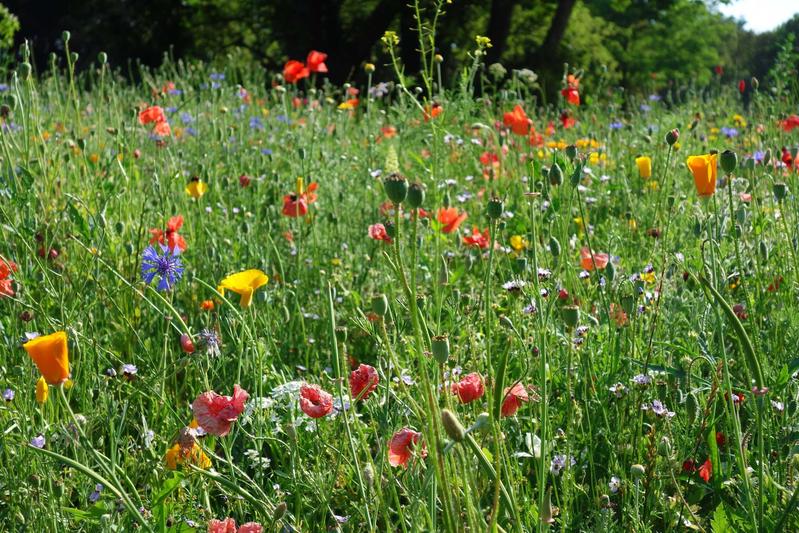 Flower-rich meadow at a park in Leipzig, Germany.