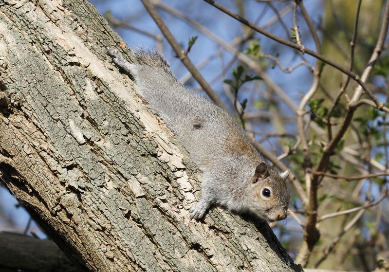 In Europa erwarten die Forscher*innen eine relative Zunahme von gebietsfremden Arten (im Bild: Grauhörnchen) von 64 Prozent bis zum Jahr 2050 im Vergleich zum Jahr 2005. 